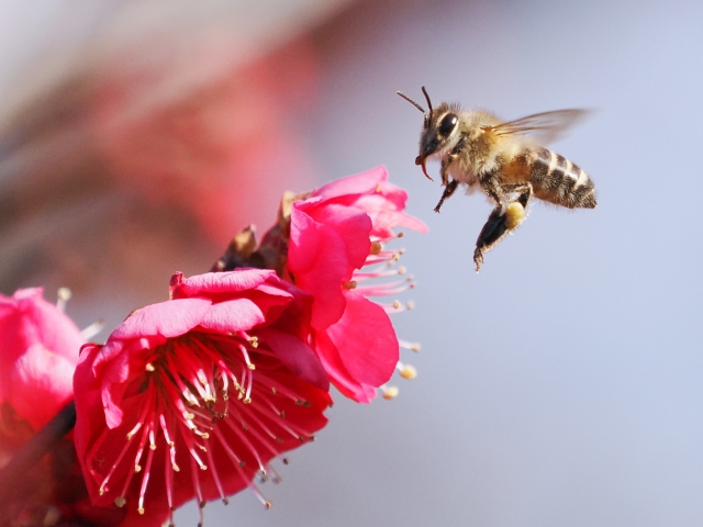 蜂と暮らす生き方
