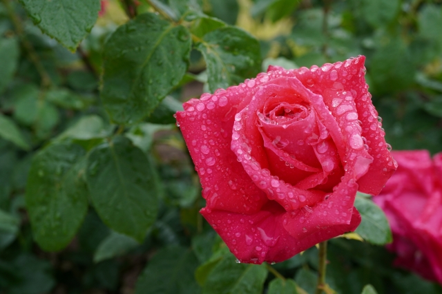 王たちよ、薔薇の根元を見なさい